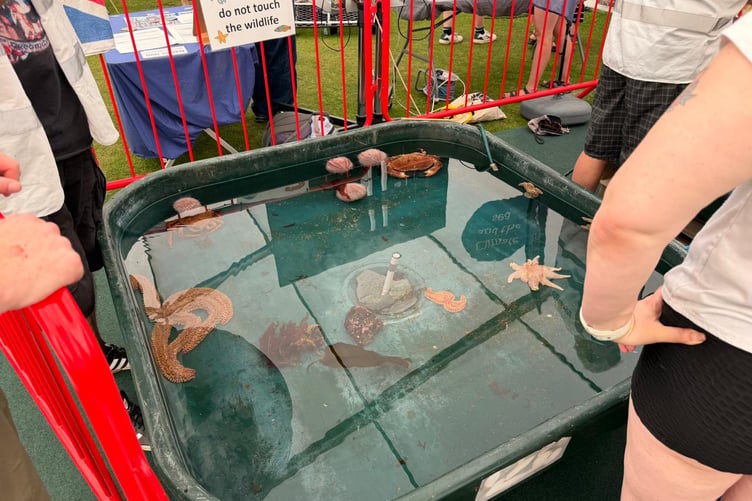 Lobsters, Crabs, Sea Urchins and Starfish were all on display in regulated tanks for people to see