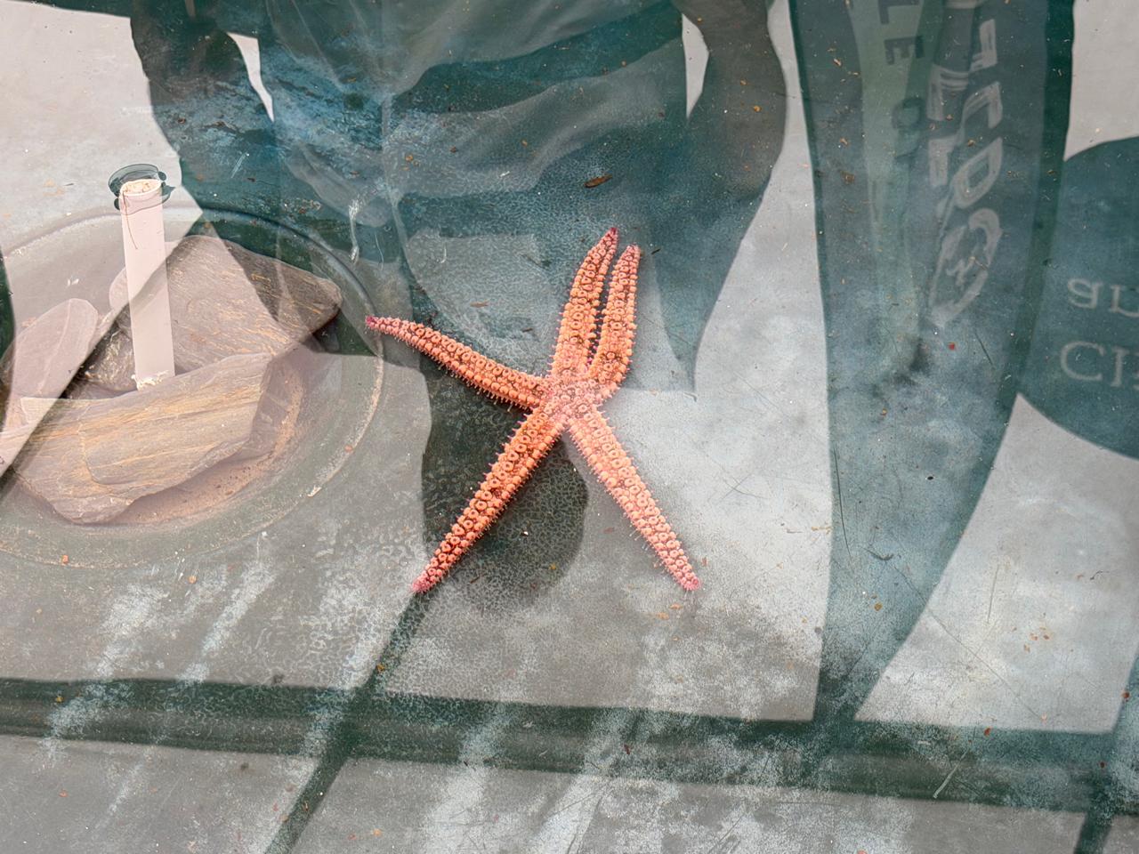 Divers collected various different marine wildlife from around the island with the hopes of educating people