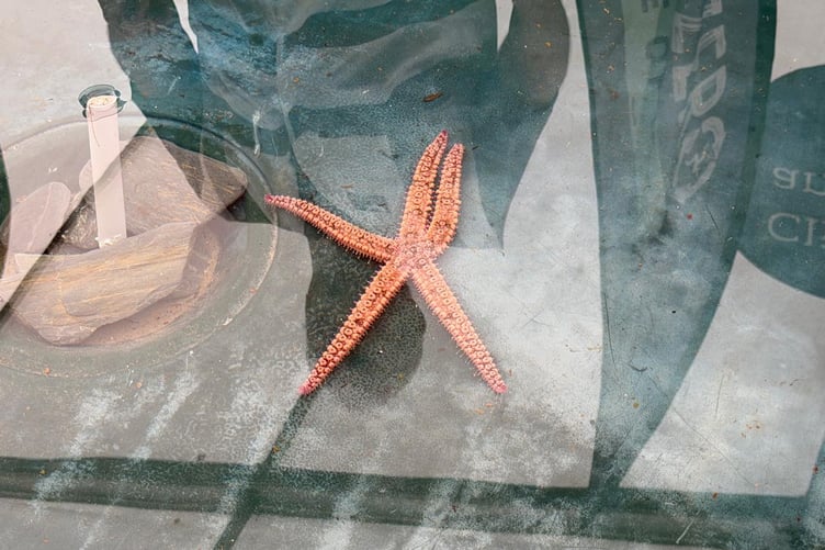 Divers collected various different marine wildlife from around the island with the hopes of educating people