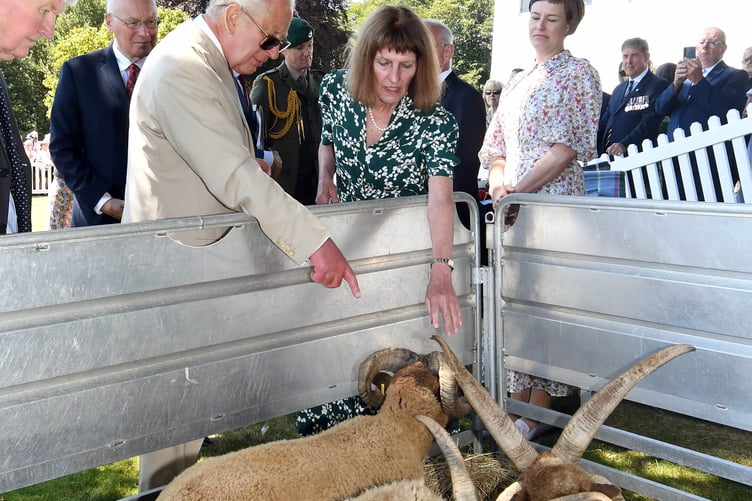 King Charles III meeting some Manx Loaghtan Sheep
