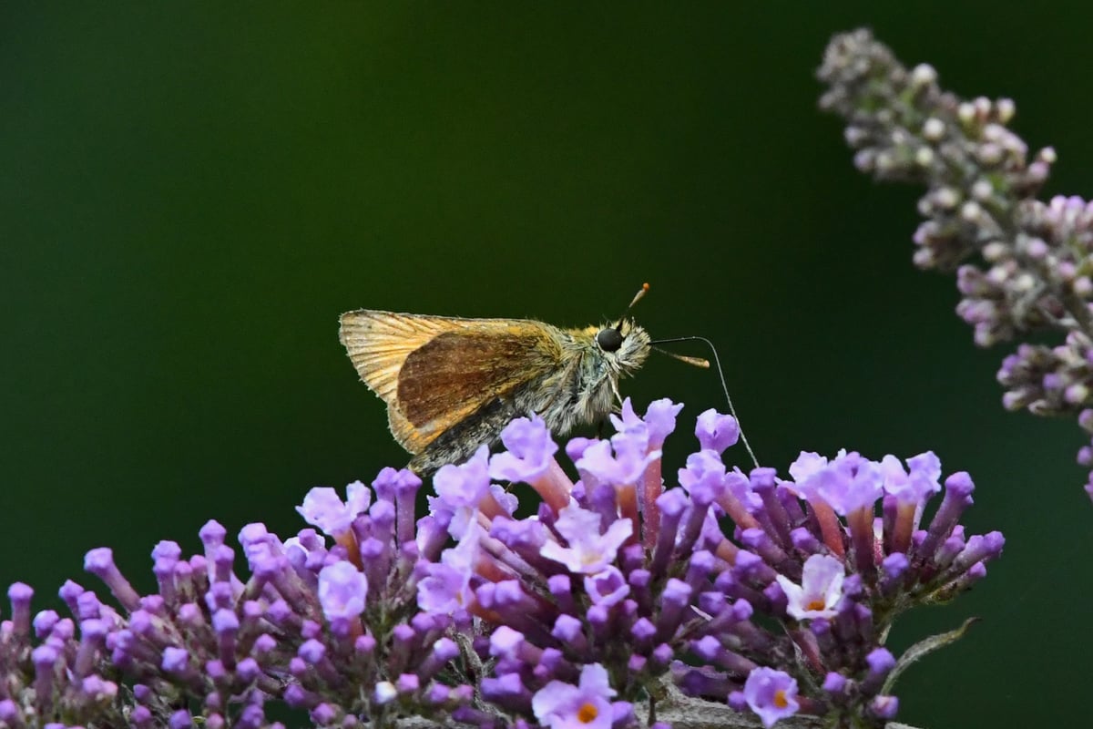 Exciting discovery as new species of butterfly to the Isle of Man is found