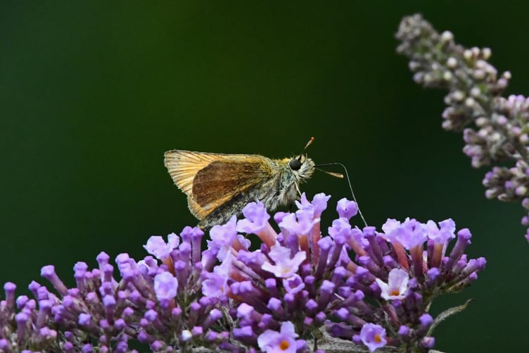 Small skipper butterfly found at a meadow in Lezayre