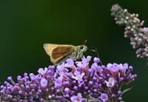Exciting discovery as new species of butterfly to the Isle of Man is found