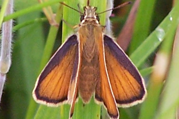 Small skipper