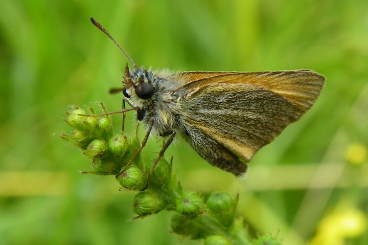 The small skipper is a common grassland butterfly across