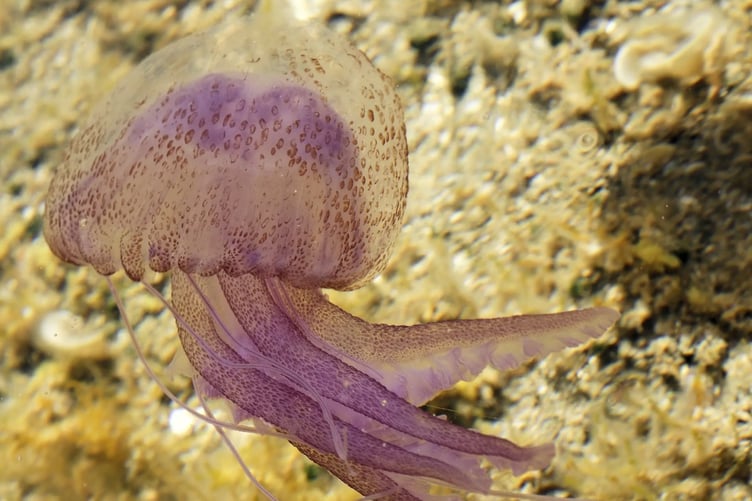 Mauve stinger