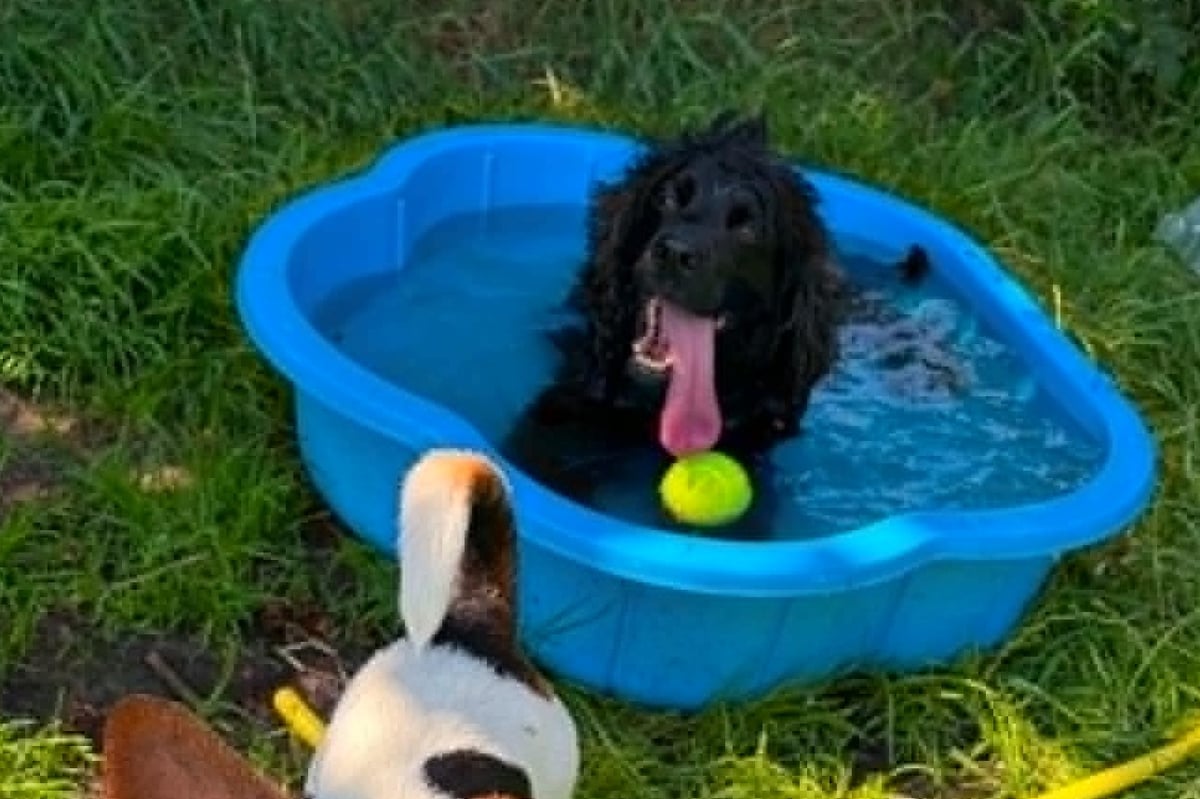 Summer dog safety: Avoid treats like ice-cream and BBQ leftovers
