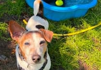 Summer dog safety: Avoid treats like ice-cream and BBQ leftovers
