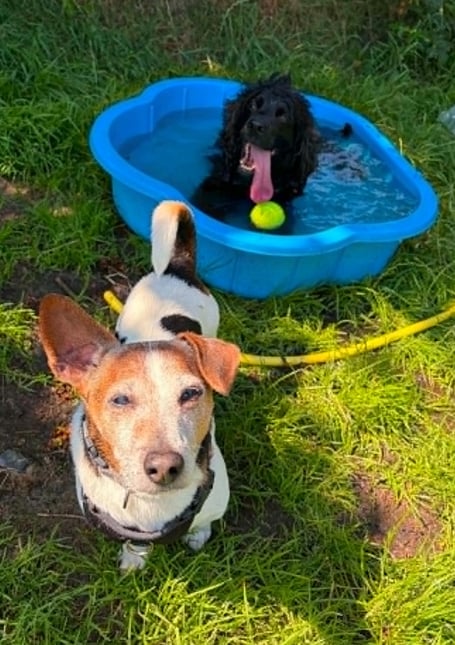 Wilson the eight-year-old cocker spaniel and 13-year-old Jack Russell