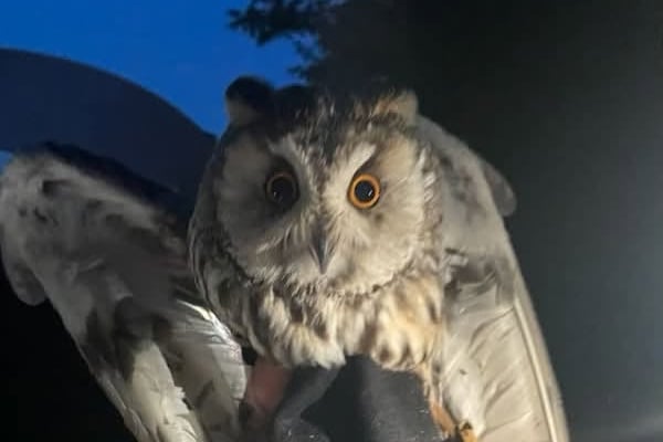 'There was no way we could just drive past': Cleaning company rescues injured owl