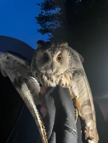 It's thought to be a long eared owl, and is now in the hands of Manx Wild Bird Aid