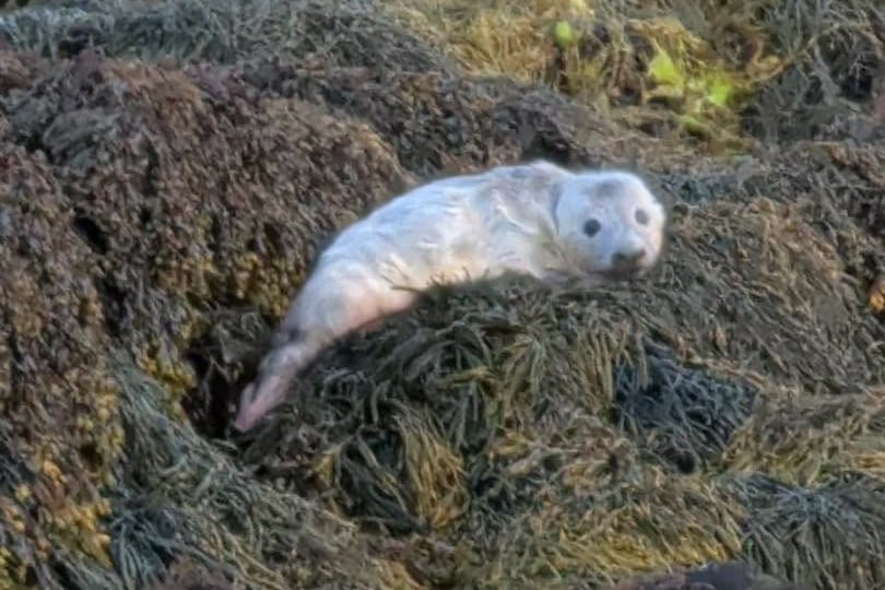Isle of Man's first seal pup of the season spotted weeks early