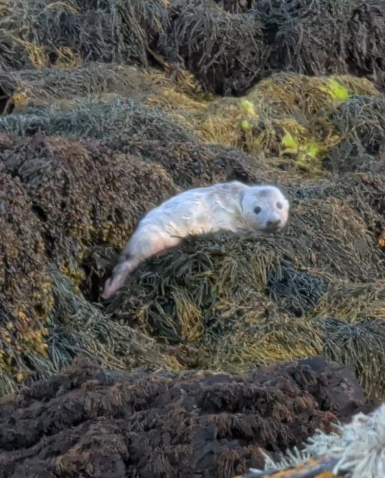 The Isle of Man's first grey seal pup of the season has been spotted several weeks earlier than usual. The photograph was taken by Richard Cowin and shared by Manx Wildlife Trust.