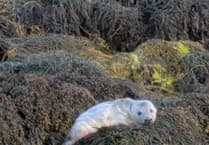 Isle of Man's first seal pup of the season spotted weeks early