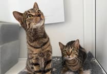 MSPCA column: Why a 'single cat is usually a happy cat'