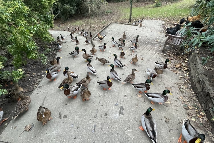 Ducks and poultry at the St John's Arboretum