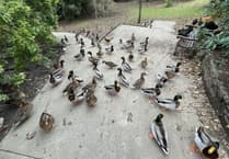 Complaints prompted feral chicken cull at Isle of Man attraction