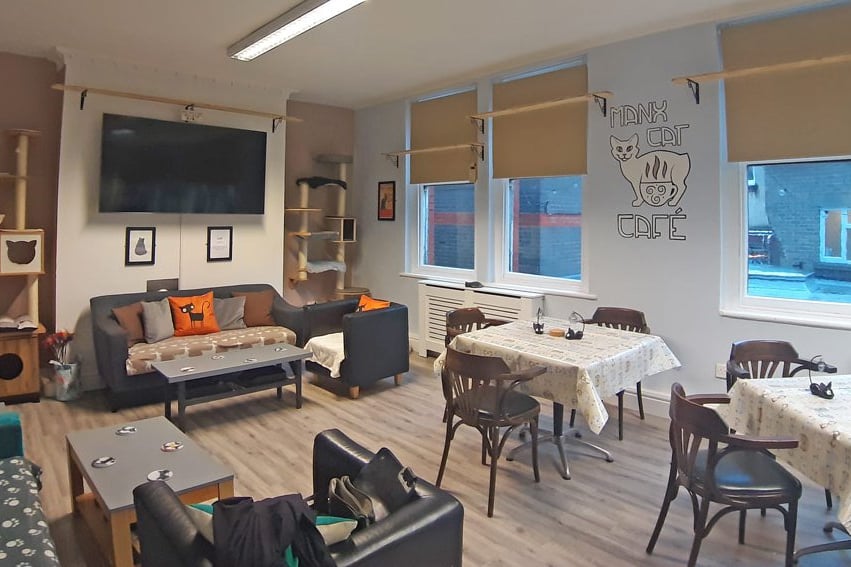 Isle of Man's only cat cafe to shut later this year