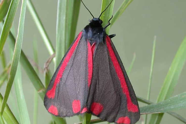 Cinnabar moth