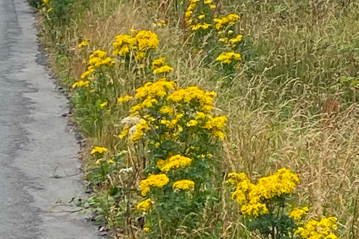 In defence of the Isle of Man's most misunderstood flower