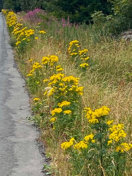 Ragwort on the Ballamodha Straight