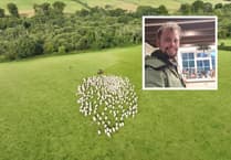 Sheep sale to honour Harry and raise funds for suicide prevention