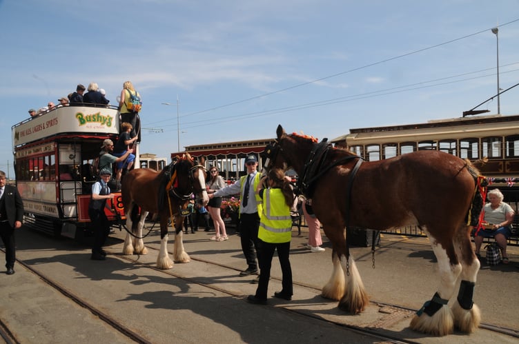 Horse Tram services still continued throughout the special day