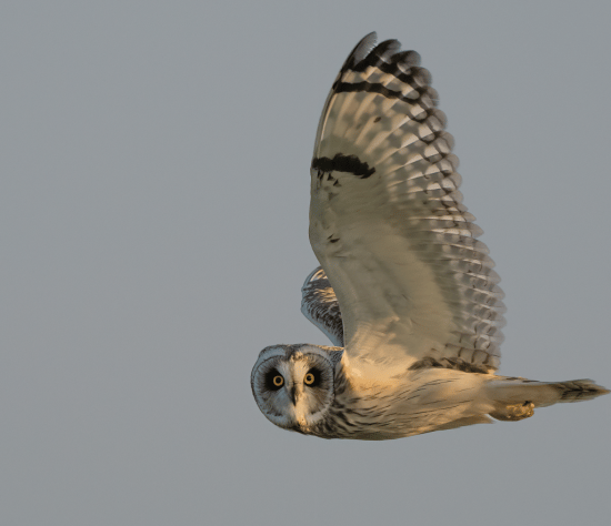 ‘I can see you’ captured in 2025 by Paul Bromley