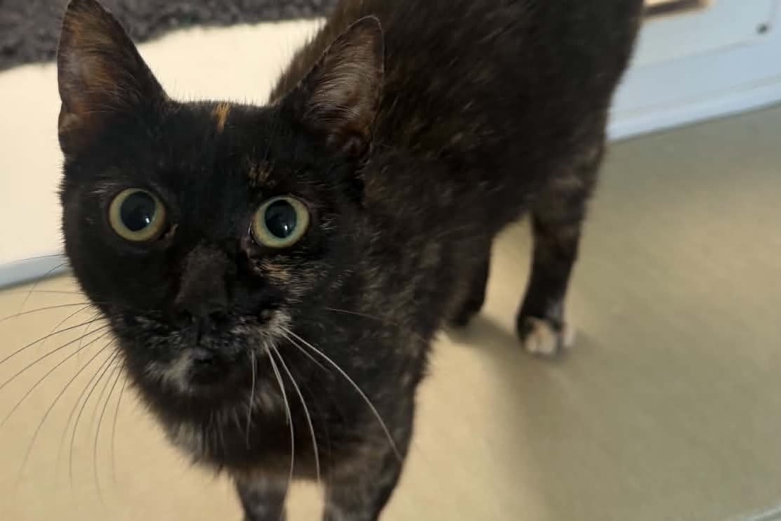 Why just in case’ flea treatments are causing concern