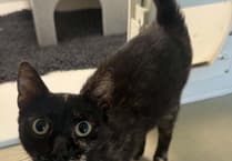 Why ‘just in case’ flea treatments are causing concern