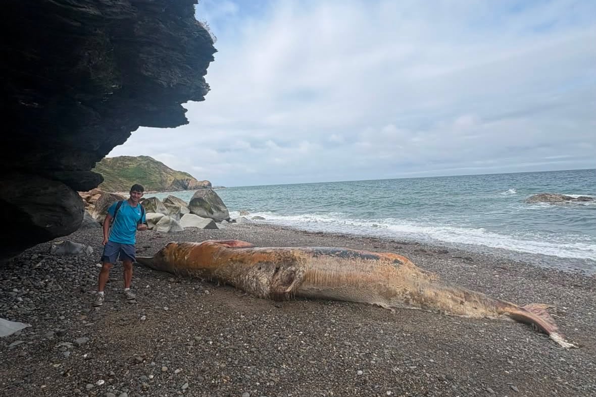 People warned not to approach dead whale washed up on beach