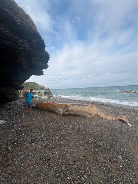 Deceased Minke whale alongside passerby