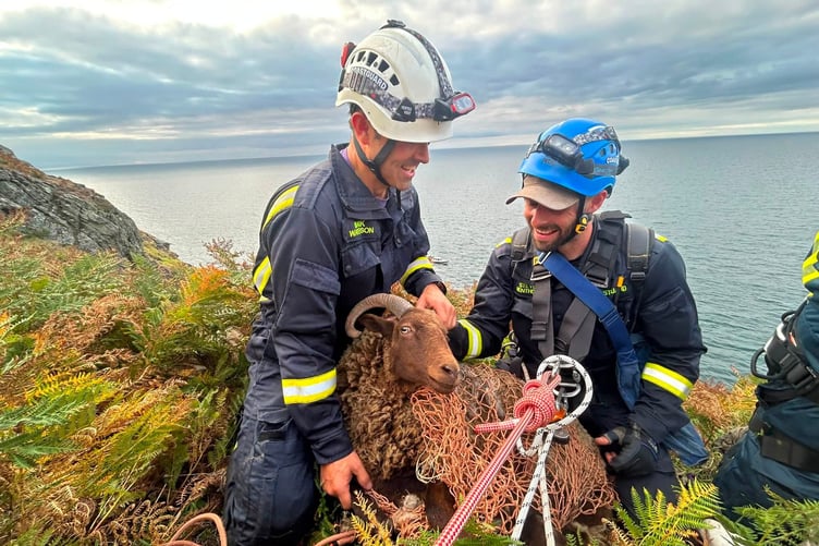 Port Erin Coastguard Rescue Team rescue loaghtan sheep on the Claf of Man as part of a training exercise