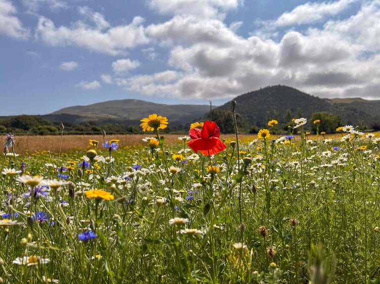 The display includes field poppies, cornflowers, corn marigolds, field forget-me-nots, field pansies and corn chamomile