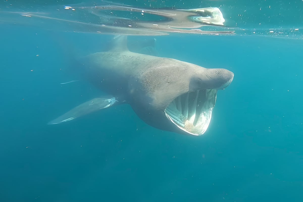 Incredible underwater footage shows basking sharks beneath Manx waters