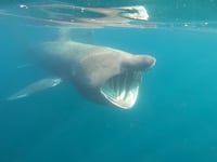 Footage shows basking sharks in Manx waters