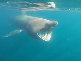 Footage shows basking sharks in Manx waters