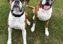 MSPCA column: Flat-faced dogs face alarming rise in rehoming cases