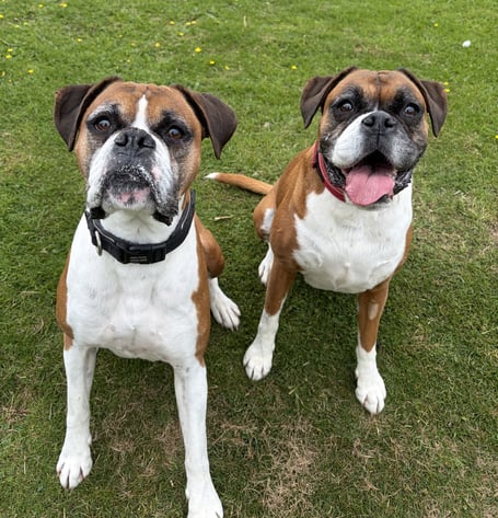 Cookie and Buster