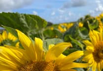 Bigfoot Sunflowers in Ballabeg offer blossoms to charities