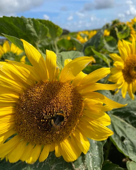 The Bigfoot Sunflowers and Pumpkins Field is located at Ballawhetstone in Ballabeg