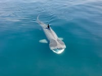 'Exciting' year for shark sightings - but why?