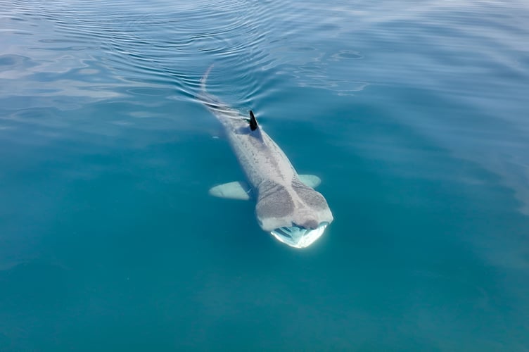 A basking shark cruising off the Isle of Man coast