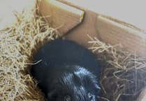 Why rabbits and guinea pigs are definitely not ‘easy first pets’