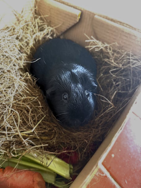 Percy the guinea pig