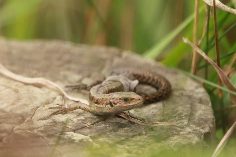 Susan Chambers's photo of the common lizard in the Isle of Man
