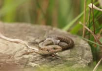 MSPCA column: The Isle of Man's only native reptile