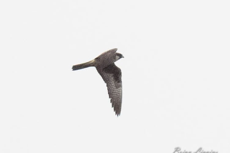 Brian's record shot of an Eleonora's falcon over Glascoe dub