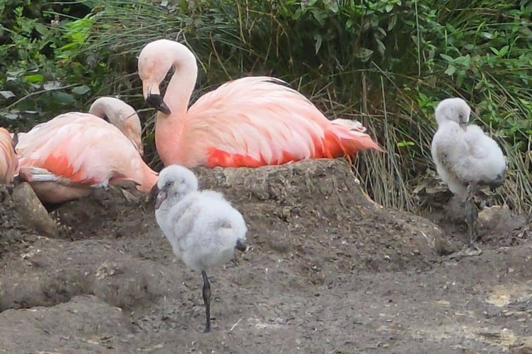 Three Chilean flamingo chicks have arrived at the Curraghs Wildlife Park