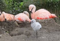 Three adorable new arrivals welcomed at Curraghs Wildlife Park
